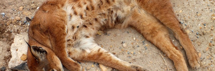  Die rooikat wat op die nuut-oopgestelde Kleinbaai.Franskraal teerpad doodgery is.